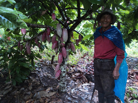 Farmer with a young cacao tree
